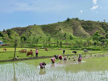 Indonesian farmers work in a flooded rice field, bending to plant new crops while buffalo and cows graze nearby on the hillsides. The surrounding hills provide a green, textured backdrop.