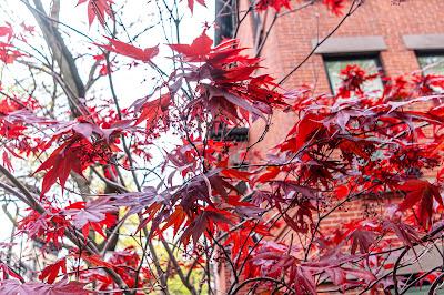Claude 3.5 Sonata describes a Japanese maple in the Fall