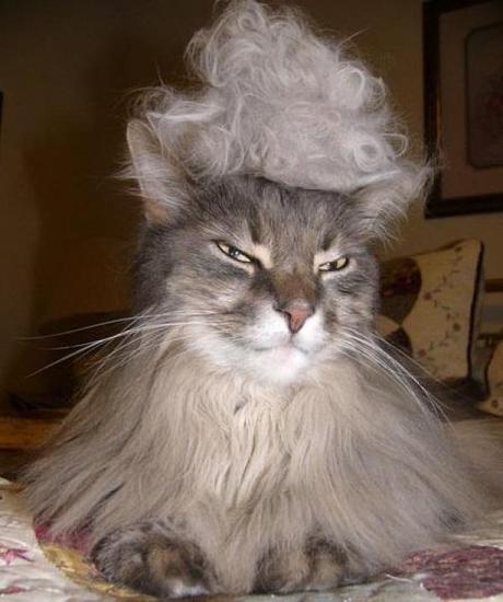 Cat wearing a wig