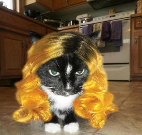 Cat wearing a wig