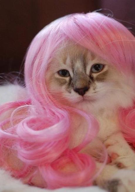 Cat wearing a wig