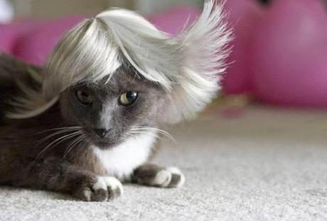 Cat wearing a wig