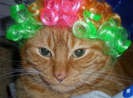 Cat wearing a wig