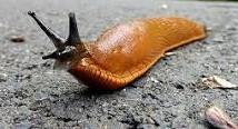 Slugs Slugs