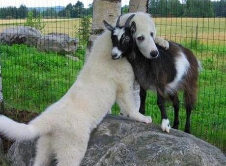 Large dog hugging a goat
