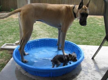 Large dog in a kiddies pool