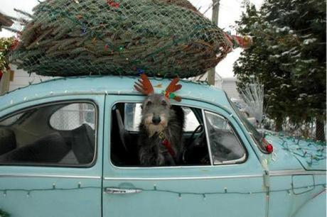 Large dog dressed as a reindeer