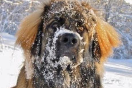 Large dogs covered in snow