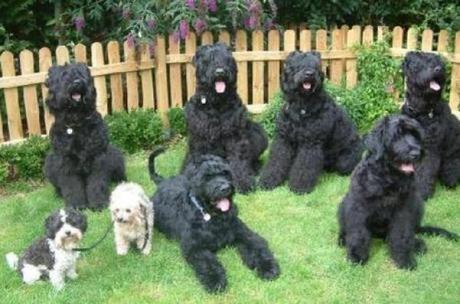 Large dogs in a pack look the same