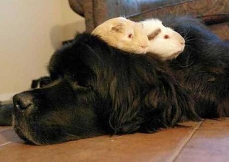 Large dog with guinea pig on its back