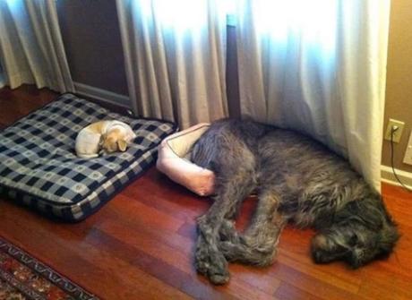 Large dog in a small dogs bed