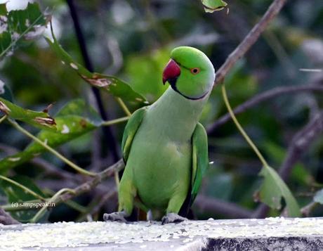 how Abrar Ahmed celebrated !!! how Abrar Ahmed celebrated !!!