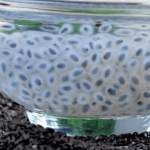 Sabja seeds are those tiny jelly like balls in your lemonade. Since they're so cooling, Moms often wonder: Can I give my Baby Sabja Seeds in summer?