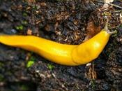 Banana Slugs