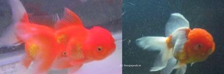 Gold fish ..... pet ? ~ finding levels of alcoholism !!