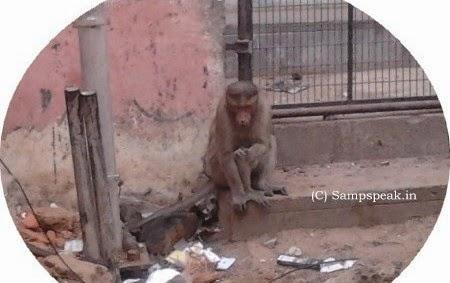 chocolate fond monkey tased at France