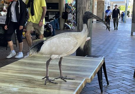 The 22nd Sydney Marathon π¦πΊ The 22nd Sydney Marathon π¦πΊ