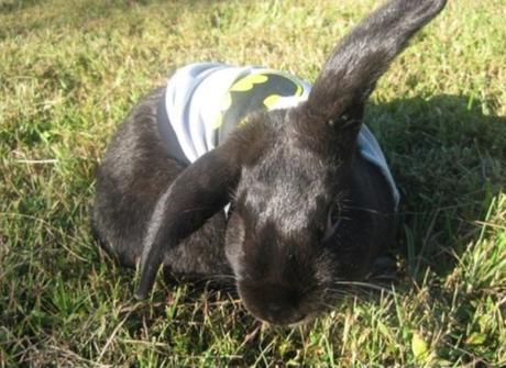 Top 10 Funny Animals Dressed as Batman