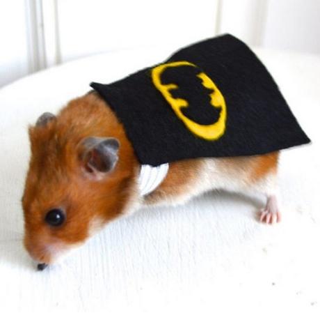 Top 10 Funny Animals Dressed as Batman
