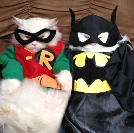 Top 10 Funny Animals Dressed as Batman