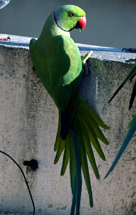 wall-hanging Parrrot !!