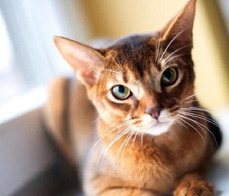 Is Your Cat Covered? Ten Reasons to Get a Pet Insurance Quote