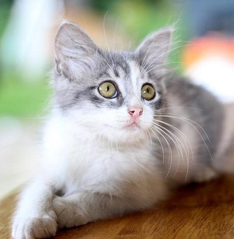 Is Your Cat Covered? Ten Reasons to Get a Pet Insurance Quote