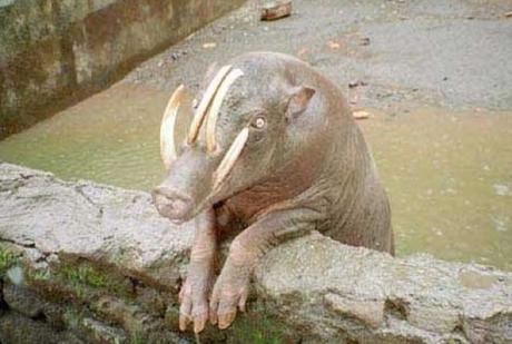 Ten Unbelievably Strange Creatures You Didn’t Know Existed Strange Animals: The Babirusa