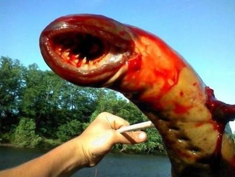 Ten Unbelievably Strange Creatures You Didn’t Know Existed Lamprey (Petromyzon marinus)