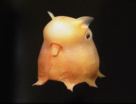 Ten Unbelievably Strange Creatures You Didn’t Know Existed The Dumbo Octopus (Grimpoteuthis)