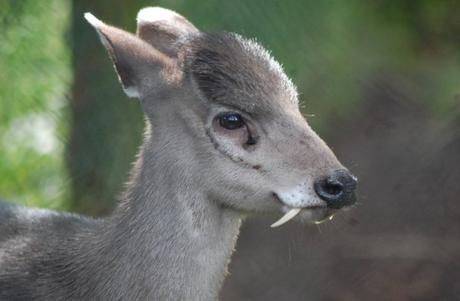Ten Unbelievably Strange Creatures You Didn’t Know Existed Tufted deer (Elaphodus cephalophus)