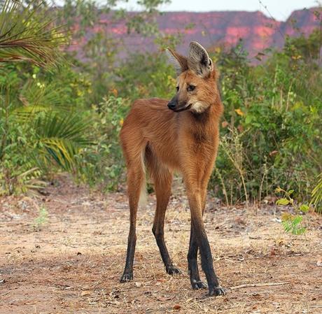 Ten Unbelievably Strange Creatures You Didn’t Know Existed The Maned Wolf (Chrysocyon brachyurus)