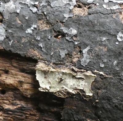 A Closer Look A Closer Look