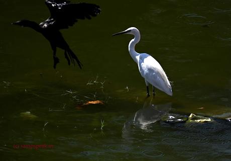 Colour photo of Black & White subject matter  !!