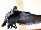 Chocolate Bumrah Pigeon