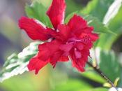 அடுக்கு செம்பருத்தி Layered Hibiscus