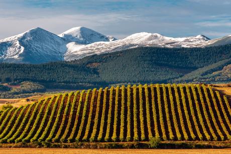 Your Guide to Europe’s Best Wine Regions