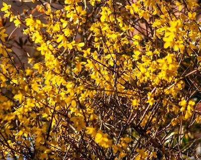 Friday Fotos: Drowning in forsythia