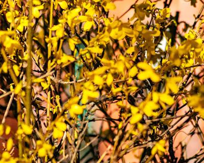 Friday Fotos: Drowning in forsythia