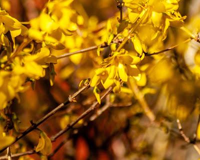 Friday Fotos: Drowning in forsythia