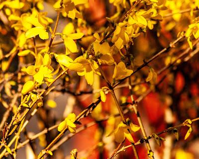 Friday Fotos: Drowning in forsythia