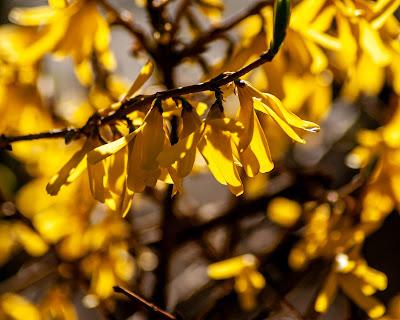 Friday Fotos: Drowning in forsythia