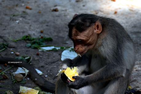 beating Chennai heat ~ eating fruits !! beating Chennai heat ~ eating fruits !!