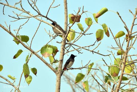 falling leaves  -  Barbets