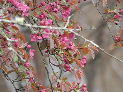 Thankful for Rain Thankful for Rain