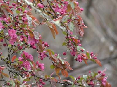 Thankful for Rain Thankful for Rain