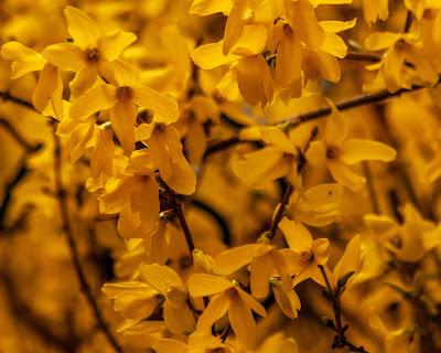 Caught in delium [blossoms]