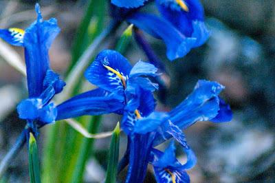 Caught in delium [blossoms]