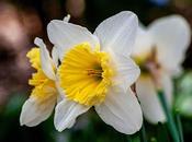 Caught Delium [blossoms]