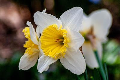 Caught in delium [blossoms]